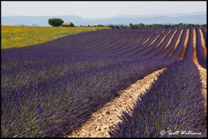 Lavender & Sunflowers